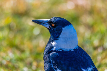 Australian Magpie on the grass