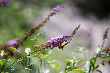 Nel cuore della Valcellina, uno specchio d'acqua verde brillante accoglie i visitatori nella soleggiata conca di Barcis