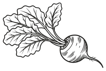 A detailed illustration of a beet with leaves isolated on white background