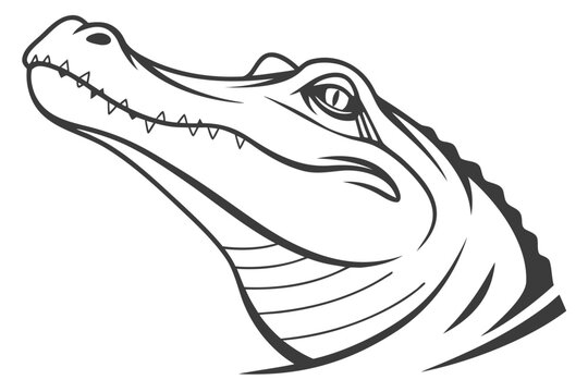 Alligator head profile illustration, isolated on white background