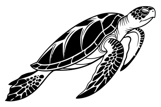 Sea turtle swimming on a plain white background