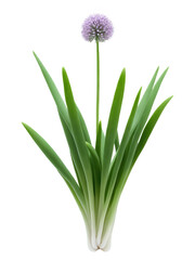 Fototapeta premium Chives (Allium schoenoprasum) A hardy perennial herb with tall, slender green leaves and spherical purple flowers. Chives are commonly grown