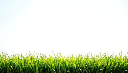 A clear green grass field with fresh blades on a white background, emphasizing nature’s vitality, 4k HD image.