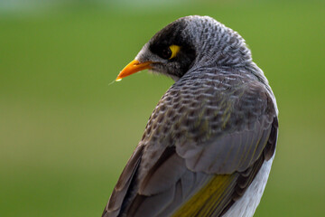 Noisy miner bird up close