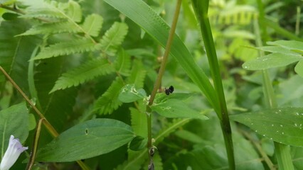 Peacock fly, Spathulina acroleuca, Neotephritis finalis, Common Ragweed Fruit Fly. Platensina tetrica is a species of tephritid or fruit flies in the genus Platensina of the family Tephritidae.