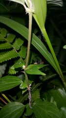 Peacock fly, Spathulina acroleuca, Neotephritis finalis, Common Ragweed Fruit Fly. Platensina tetrica is a species of tephritid or fruit flies in the genus Platensina of the family Tephritidae.