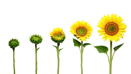 Sunflower growth stages sunflower blossom sunflower development cycle on transparent background