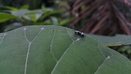 Iridomyrmex anceps is an ant species of the genus Iridomyrmex. silver spiny ant, Polyrhachis schlueteri. Perfect for documentaries about tropical rainforests and World Environment Day on June 5th.