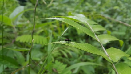 Black soldier fly perched on the leaf. Black Soldier Fly, a species of Soldier flies. American Soldier Fly. Perfect for documentaries about tropical rainforests and World Environment Day on June 5th.
