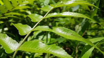 Black soldier fly perched on the leaf. Shot in a tropical rainforest. Black Soldier Fly, a species of Soldier flies. Also as known as American Soldier Fly.