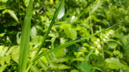 Black soldier fly perched on the leaf. Black Soldier Fly, a species of Soldier flies. Perfect for documentaries about tropical rainforests and World Wildlife Conservation Day on December 4th.