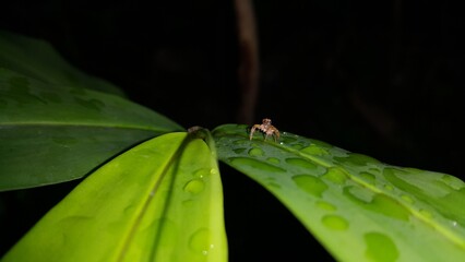 Pseudemathis trifida, Lurio conspicuus, Salticidae, ordo Araneae, phanias, Prostheclina pallida, Perfect for documentaries about tropical rainforests and World Environment Day on June 5th.