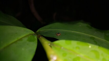 Pseudemathis trifida, Lurio conspicuus, Salticidae, ordo Araneae, phanias, Prostheclina pallida, Tutelina elegans, Colonus sylvanus. World Nature Conservation Day on July 28th.