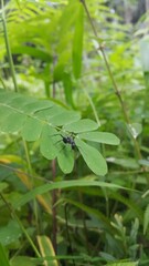 Black Carpenter Ant on Leaf. Polyrhachis dives Insect, Spiny Ant, Formicidae. Perfect for documentaries about tropical rainforests and World Environment Day on June 5th.