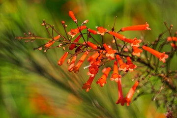 Red flowers of Phyllocarpus septentrionalis Donn. Smith (Monkey Flower Tree, Fire of Pakistan) on tree. Blurred and defocused.