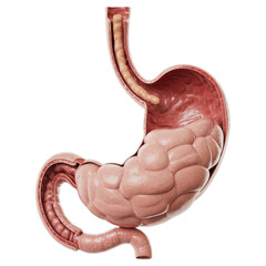 3D Medical Illustration of Human Stomach and Intestine Isolated on transparent background