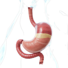 3D Medical Illustration of Human Stomach and Intestine Isolated on transparent background
