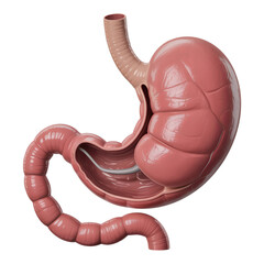 3D Medical Illustration of Human Stomach and Intestine Isolated on transparent background