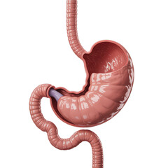 3D Medical Illustration of Human Stomach and Intestine Isolated on transparent background