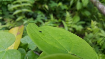 Black soldier fly, Hermetia illucens, Chloropidae, Nemotelus pantherinu. World Environment Day on...