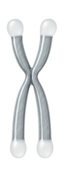 Chromosome 13 pair showing acrocentric form with visible satellite regions