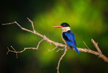 Obraz premium Black Capped Kingfisher (Halcyon Pileata) from Indian Sundarban