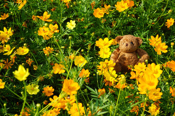 Little bear sitting yellow orange cosmos field. Lonely teddy bear in the park. Teddy Bear toy alone in the garden. 		
