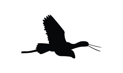 Flying American avocet bird Silhouette Design  And Vector Illustration. 