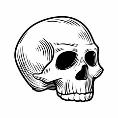 Monochrome hand-drawn vector of a human skull in side view, symbolizing anatomy, death symbolism, and classic memento mori theme in traditional engraving style  
