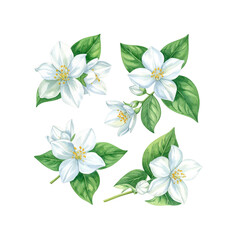 Obraz premium Watercolor illustration of jasmine flowers with green leaves on transparent background