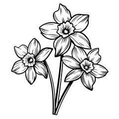 Monochrome hand-drawn vector of blooming daffodil flowers with pointed petals, symbolizing spring rebirth, seasonal celebration, and natural floral decoration  
