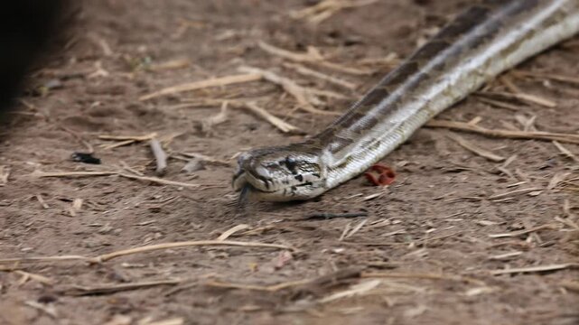 Closeup view as large Rock python snake slithers along sandy ground