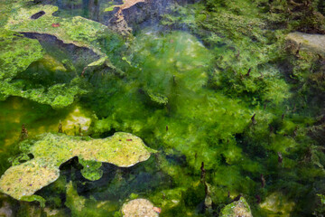 Algae Filled Pool in Zion National Park
