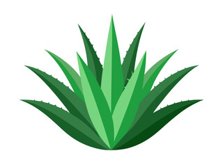 aloe vera plant isolated