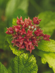 A close-up of the seed head of a Physocarpus 'Darts Gold' plant