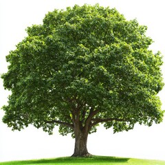 Obraz premium Lush grass surrounds the tree, enhancing its natural beauty.