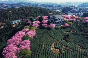 Tea plantation vista with cherry blossom trees at sunrise in scenic mountainous area in spring