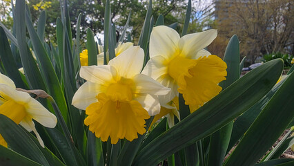 The graceful Narcissus Goblet