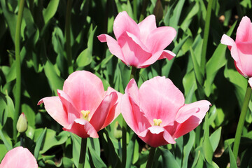 Fototapeta premium Apink Gesner's tulips is a plant