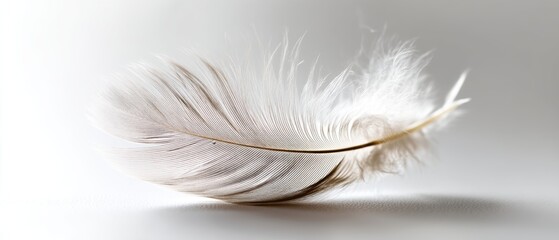 Obraz premium Delicate white feather on soft background.