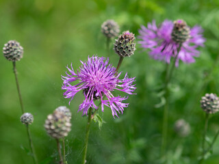 Purple flowers of Greater knapweed. Centaurea scabiosa in the meadow. Plants of natural meadows. Environment and ecology today 