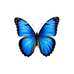 Obraz premium Vibrant blue butterfly with intricate wing patterns on transparent background