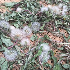 Close - up of dried dandelion plants on a bamboo sieve, showcasing green leaves, purple stems, and...