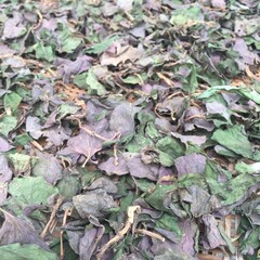 Dried perilla leaves, green - purple, edible and medicinal. Used in cooking for flavor or traditional remedies. Ideal for culinary and herbal projects.