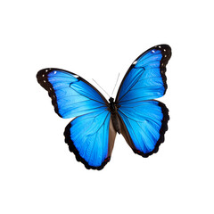 Fototapeta premium Stunning blue morpho butterfly detailed wings isolated on transparent background