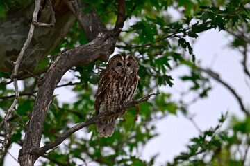 Waldkauz sitzt in einer Platane // Tawny owl (Strix aluco)