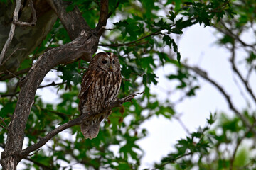 Waldkauz sitzt in einer Platane // Tawny owl (Strix aluco)