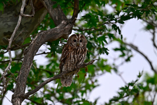 Waldkauz sitzt in einer Platane // Tawny owl (Strix aluco)