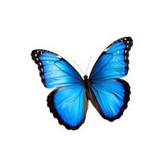 Obraz premium Vivid azure butterfly with intricate wing detail on transparent background