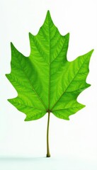 Isolated beech leaf, vibrant green, studio shot, high resolution, single, element